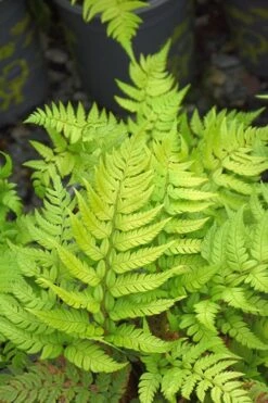 Korean Rock Fern - 1 Gallon Pot -Garden Plant Seeds polystichum tsus simense korean rock fern 4 1