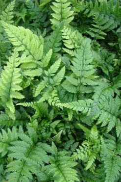 Korean Rock Fern - 1 Gallon Pot -Garden Plant Seeds polystichum tsus simense korean rock fern 5 1