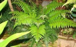 Korean Rock Fern - 1 Gallon Pot -Garden Plant Seeds polystichum tsus simense korean rock fern 6 1