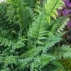 Korean Rock Fern - 6 Pack Of 1 Gallon Pots -Garden Plant Seeds polystichum tsus simense korean rock fern 8