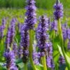 Heartleaf Purple Pickerel Weed (Pontaderia Cordata) - 8 Pack Of 1 Gallon Pot -Garden Plant Seeds pontaderia cordata pickerel weed 20 1