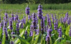 Heartleaf Purple Pickerel Weed (Pontaderia Cordata) - 1 Gallon Pot -Garden Plant Seeds pontederia cordata pickerel weed 2