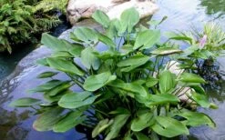 Heartleaf Purple Pickerel Weed (Pontaderia Cordata) - 1 Gallon Pot -Garden Plant Seeds pontederia cordata pickerel weed 3