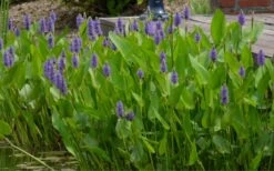 Heartleaf Purple Pickerel Weed (Pontaderia Cordata) - 1 Gallon Pot -Garden Plant Seeds pontederia cordata pickerel weed 4