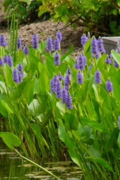 Heartleaf Purple Pickerel Weed (Pontaderia Cordata) - 8 Pack Of 1 Gallon Pot -Garden Plant Seeds pontederia cordata pickerel weed 5 1