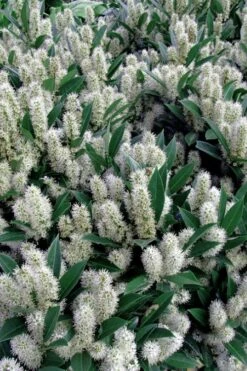 Otto Luyken English Laurel (Prunus Laurocersasus) - 1 Gallon Pot -Garden Plant Seeds prunus laurocerasus otto luyken laurel 1