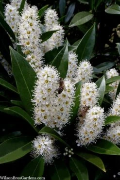 Otto Luyken English Laurel (Prunus Laurocersasus) - 6 Pack Of 1 Gallon Pots -Garden Plant Seeds prunus laurocerasus otto luyken laurel 3 1