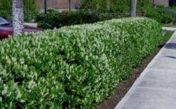 Otto Luyken English Laurel (Prunus Laurocersasus) - 6 Pack Of 1 Gallon Pots -Garden Plant Seeds prunus laurocerasus otto luyken laurel 4 1