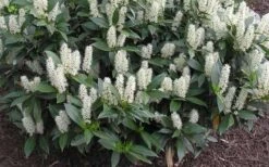 Zabel Laurel (Prunus Laurocersasus 'Zabeliana') - 6 Pack Of 1 Gallon Pots 11 Zabel Laurel (Prunus Laurocersasus 'Zabeliana') - 6 Pack Of 1 Gallon Pots -Garden Plant Seeds prunus laurocerasus zabeliana zabel cherry laurel 1