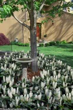 Zabel Laurel (Prunus Laurocersasus 'Zabeliana') - 6 Pack Of 1 Gallon Pots 10 Zabel Laurel (Prunus Laurocersasus 'Zabeliana') - 6 Pack Of 1 Gallon Pots -Garden Plant Seeds prunus laurocerasus zabeliana zabel cherry laurel 2