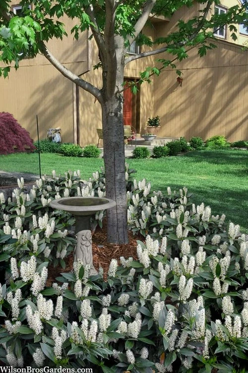 Zabel Laurel (Prunus Laurocersasus 'Zabeliana') - 6 Pack Of 1 Gallon Pots 6 Zabel Laurel (Prunus Laurocersasus 'Zabeliana') - 6 Pack Of 1 Gallon Pots - Image 4