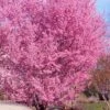 Okame Pink Flowering Cherry Tree - 3 Gallon Pot -Garden Plant Seeds prunus okame flowering cherry 10