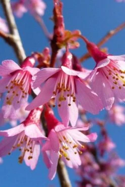 Okame Pink Flowering Cherry Tree - 3 Gallon Pot -Garden Plant Seeds prunus okame flowering cherry 4