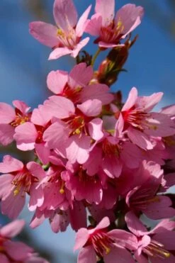 Okame Pink Flowering Cherry Tree - 3 Gallon Pot -Garden Plant Seeds prunus okame flowering cherry 6