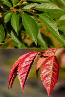 Okame Pink Flowering Cherry Tree - 3 Gallon Pot -Garden Plant Seeds prunus okame flowering cherry 7