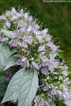 Silver Leaf Mountain Mint (Pycnanthemum Incanum) - 1 Gallon Pot 10 Silver Leaf Mountain Mint (Pycnanthemum Incanum) - 1 Gallon Pot -Garden Plant Seeds pycnanthemum incanum hoary silver leaf mint 1
