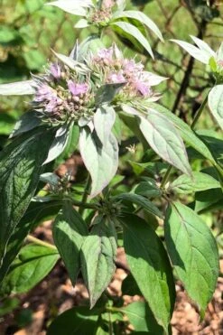Silver Leaf Mountain Mint (Pycnanthemum Incanum) - 1 Gallon Pot 11 Silver Leaf Mountain Mint (Pycnanthemum Incanum) - 1 Gallon Pot -Garden Plant Seeds pycnanthemum incanum hoary silver leaf mint 2