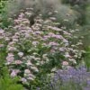 Silver Leaf Mountain Mint (Pycnanthemum Incanum) - 1 Gallon Pot -Garden Plant Seeds pycnanthemum incanum hoary silver leaf mint 5