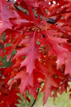 Scarlet Oak Tree (Quercus Coccinea) - 1 Gallon Pot -Garden Plant Seeds quercus coccinea scarlet oak 11