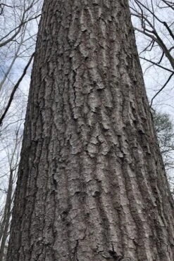 Scarlet Oak Tree (Quercus Coccinea) - 1 Gallon Pot -Garden Plant Seeds quercus coccinea scarlet oak bark trunk 11