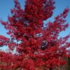 Scarlet Oak Tree (Quercus Coccinea) - 1 Gallon Pot -Garden Plant Seeds quercus coccinea scarlet oak tree 3