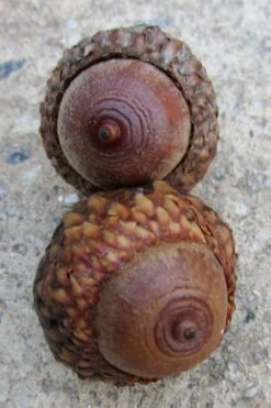 Scarlet Oak Tree (Quercus Coccinea) - 1 Gallon Pot -Garden Plant Seeds quercus coccinea scarlet oak tree acorns