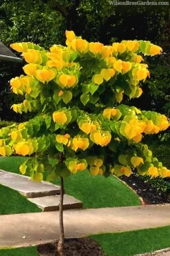 The Rising Sun Redbud Tree - 3 Gallon Pot -Garden Plant Seeds redbud rising sun 52