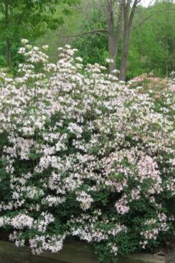 Coastal Azalea (Rhododendron Atlanticum) - 1 Gallon Pot -Garden Plant Seeds rhododendron atlanticum coastal azalea 1