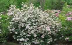 Coastal Azalea (Rhododendron Atlanticum) - 1 Gallon Pot -Garden Plant Seeds rhododendron atlanticum coastal azalea 2