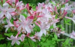 Coastal Azalea (Rhododendron Atlanticum) - 1 Gallon Pot -Garden Plant Seeds rhododendron atlanticum coastal azalea 7