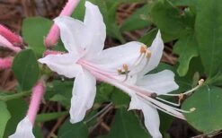 Coastal Azalea (Rhododendron Atlanticum) - 1 Gallon Pot -Garden Plant Seeds rhododendron atlanticum coastal azalea 8
