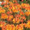 Florida Flame Native Azalea (Rhododendron Austrinum) - 3 Gallon Pot -Garden Plant Seeds rhododendron austrinum florida flame native azalea 11