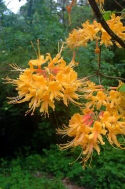 Florida Flame Native Azalea (Rhododendron Austrinum) - 3 Gallon Pot -Garden Plant Seeds rhododendron austrinum florida flame native azalea 2