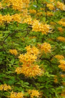 Florida Flame Native Azalea (Rhododendron Austrinum) - 3 Gallon Pot -Garden Plant Seeds rhododendron austrinum florida flame native azalea 3