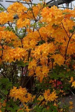 Florida Flame Native Azalea (Rhododendron Austrinum) - 3 Gallon Pot -Garden Plant Seeds rhododendron austrinum florida flame native azalea 4