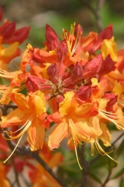 Florida Flame Native Azalea (Rhododendron Austrinum) - 3 Gallon Pot -Garden Plant Seeds rhododendron austrinum florida flame native azalea 5