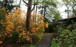 Florida Flame Native Azalea (Rhododendron Austrinum) - 3 Gallon Pot -Garden Plant Seeds rhododendron austrinum florida flame native azalea 8