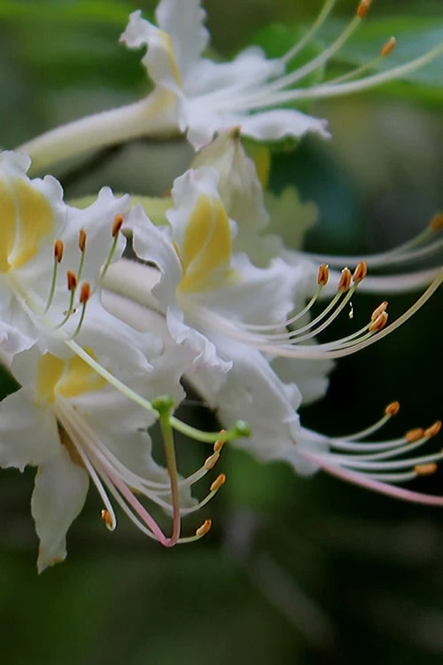 Coleman's Native Azalea (Rhododendron Colemanii 'Multiflora') - 3 Gallon Pot 7 Coleman's Native Azalea (Rhododendron Colemanii 'Multiflora') - 3 Gallon Pot - Image 5