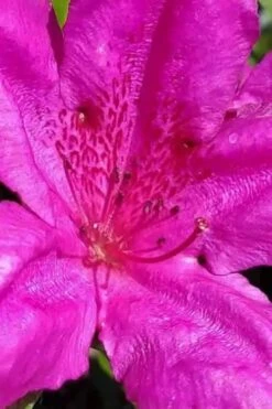 Congo Purple Azalea - 3 Gallon Pot 11 Congo Purple Azalea - 3 Gallon Pot -Garden Plant Seeds rhododendron congo robin hill hybrid azalea 1