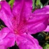 Congo Purple Azalea - 3 Gallon Pot -Garden Plant Seeds rhododendron congo robin hill hybrid azalea 2