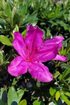 Congo Purple Azalea - 3 Gallon Pot 12 Congo Purple Azalea - 3 Gallon Pot -Garden Plant Seeds rhododendron congo robin hill hybrid azalea 3