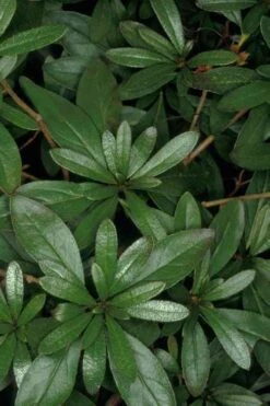 Congo Purple Azalea - 3 Gallon Pot 13 Congo Purple Azalea - 3 Gallon Pot -Garden Plant Seeds rhododendron congo robin hill hybrid azalea 4