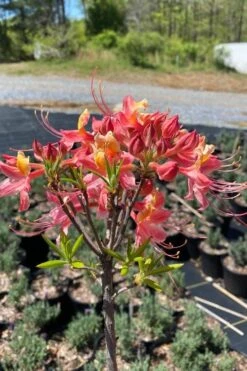 Cotton Candy Native Azalea (Rhododendron) - 3 Gallon Pot -Garden Plant Seeds rhododendron cotton candy native azalea 1