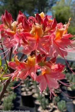 Cotton Candy Native Azalea (Rhododendron) - 3 Gallon Pot -Garden Plant Seeds rhododendron cotton candy native azalea 2