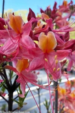Cotton Candy Native Azalea (Rhododendron) - 3 Gallon Pot -Garden Plant Seeds rhododendron cotton candy native azalea 4