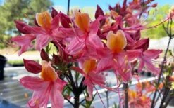 Cotton Candy Native Azalea (Rhododendron) - 3 Gallon Pot -Garden Plant Seeds rhododendron cotton candy native azalea 5