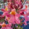 Cotton Candy Native Azalea (Rhododendron) - 3 Gallon Pot -Garden Plant Seeds rhododendron cotton candy native azalea 6