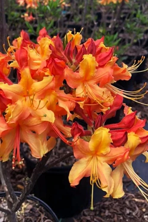 Jackpot Native Azalea (Rhododendron) - 3 Gallon Pot 3 Jackpot Native Azalea (Rhododendron) - 3 Gallon Pot