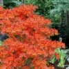 Pat Ryan Aromi Azalea (Rhododendron Hybrid) - 1 Gallon Pot -Garden Plant Seeds rhododendron pat ryan native azalea 101