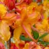 Tallulah Sunrise Native Azalea (Rhododendron) - 1 Gallon Pot -Garden Plant Seeds rhododendron tallulah sunrise native azalea 100 thumbnail